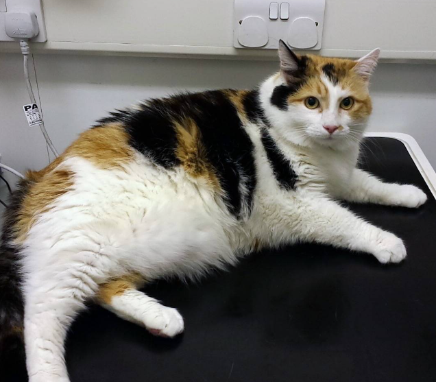 What fat cats on a diet may tell us about obesity in humans